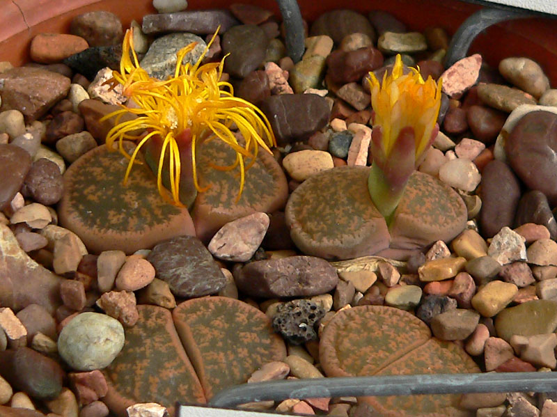 File:Lithops lesliei 2.jpg