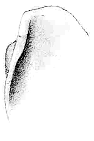 Drawing of ventral view of the shell. Lophopleurella capensis shell 2.jpg