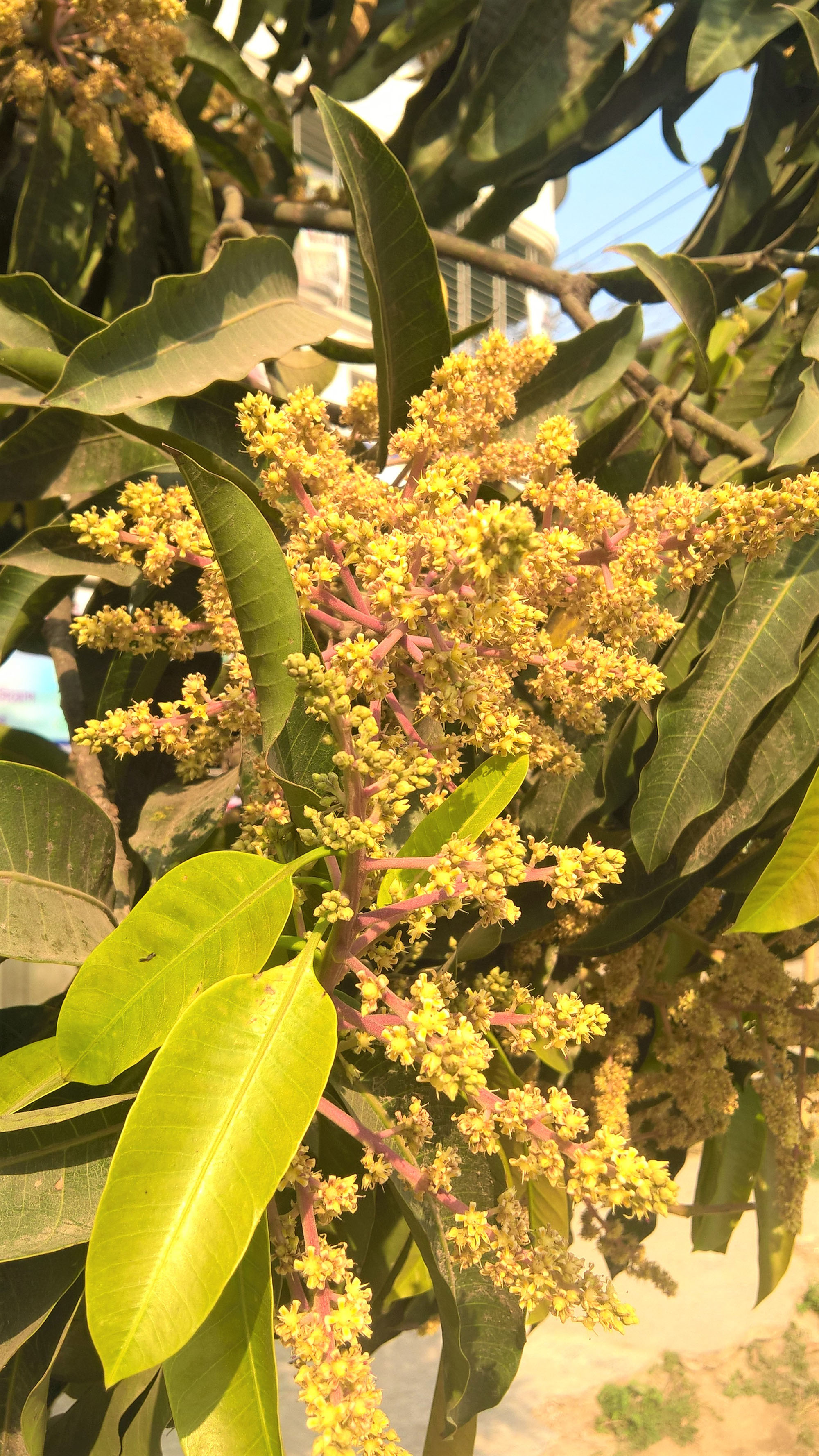 Mango tree in full bloom