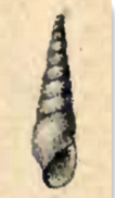 Melanella conoidea