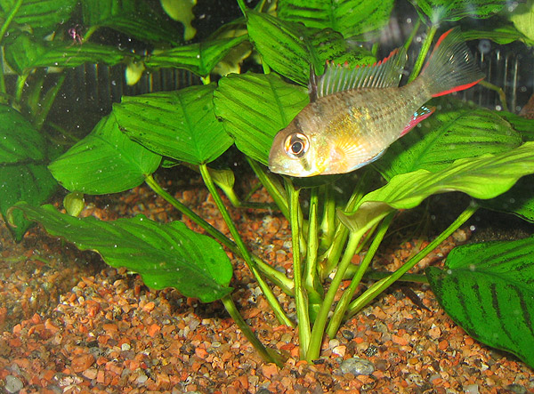 File:Mikrogeophagus altispinosus 3 PiaH.jpg