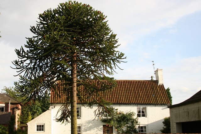 File:Monkey Puzzle Tree - geograph.org.uk - 497492.jpg