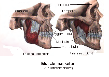 Fichier:Muscle masseter.png — Wikipédia
