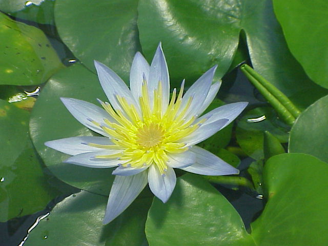 File:Nymphaea sp. 1.jpg