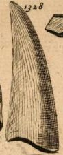 File:OU 1328 fossil tooth.png