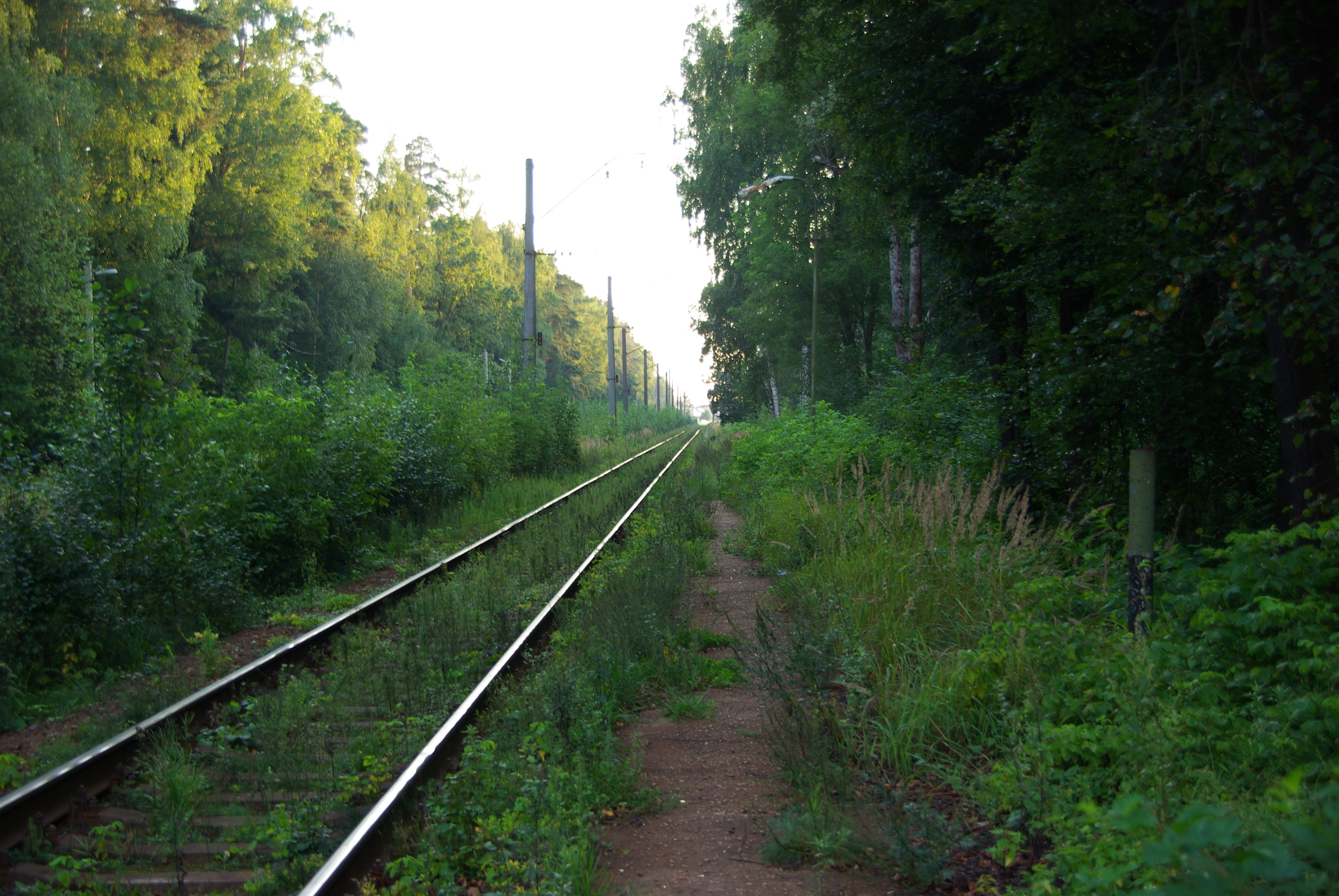 Зеленый московская область