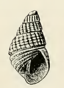 <i>Odostomia pulcia</i> Species of gastropod