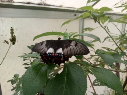 Orchard Swallowtail Butterfly at JTButterflies.jpg