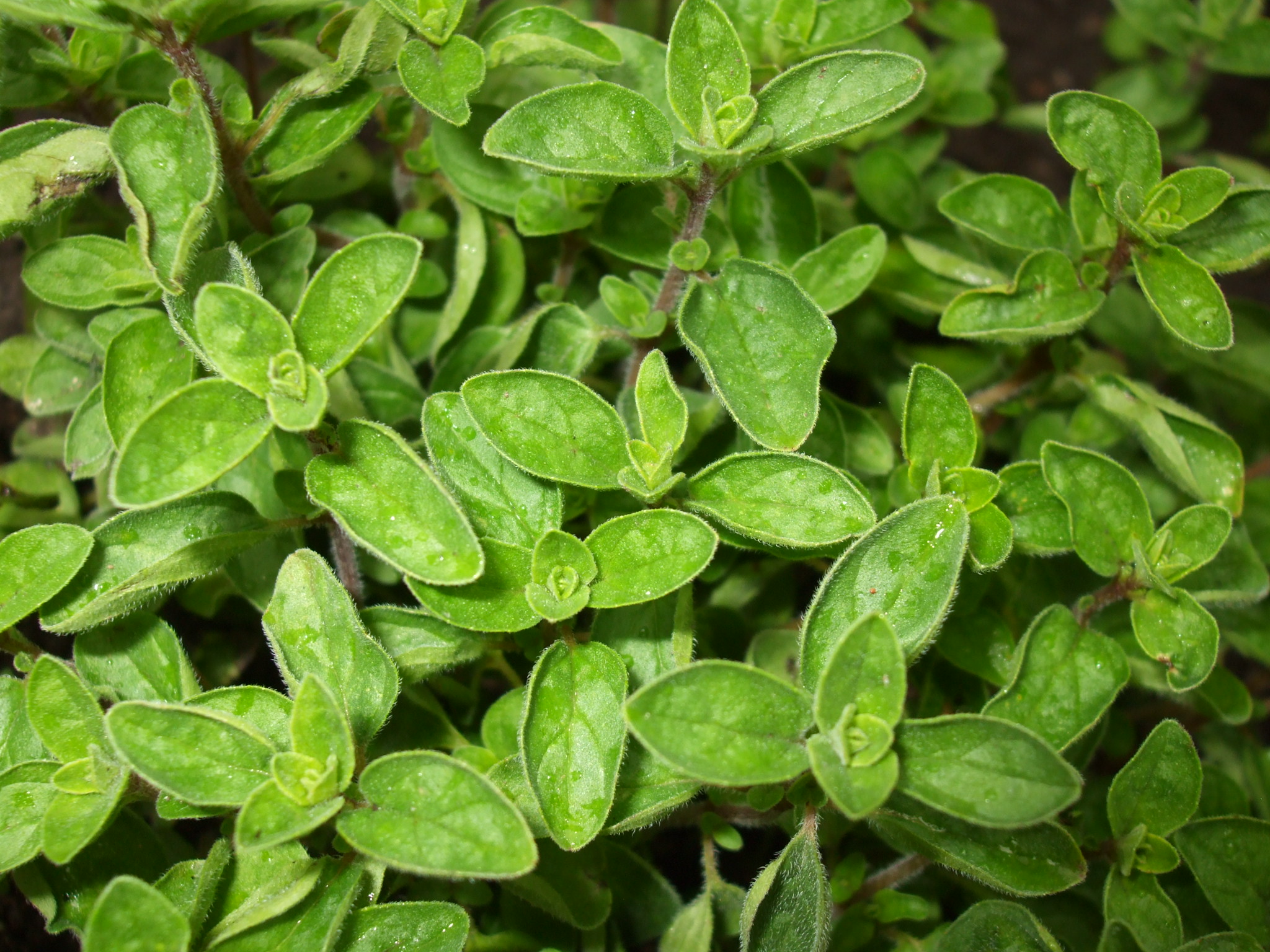 Datei:Oregano 1.jpg - Alemannische Wikipedia