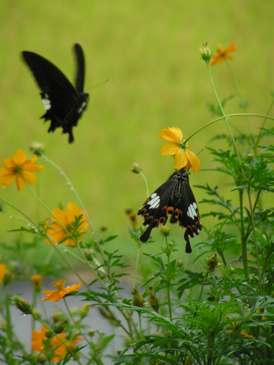 File:Papilio helenus 8232173モンキアゲハ紋黄揚羽.JPG - 维基百科