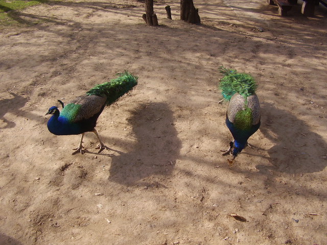 File:Peacocks in Daman e Koh.JPG