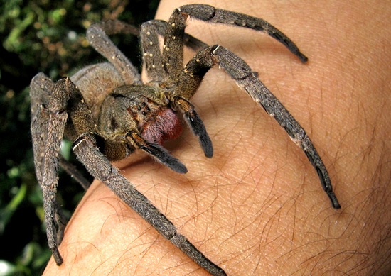 Brazilian spider 