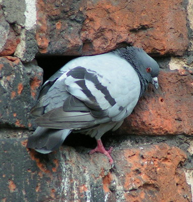 File:PigeonX.jpg