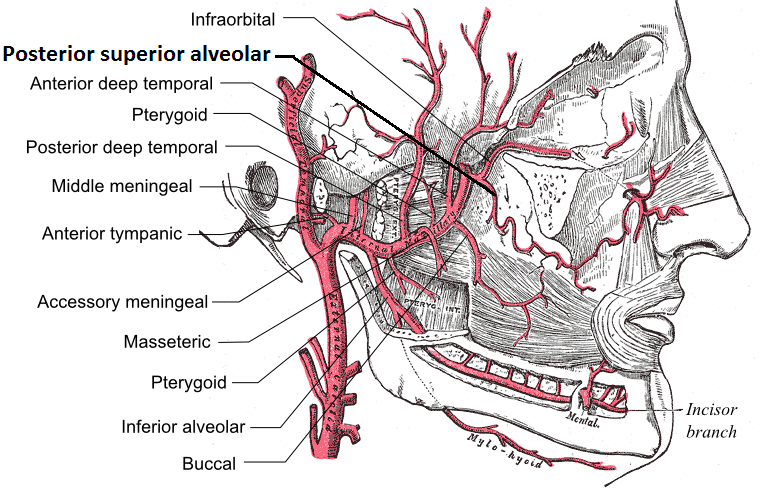 File:Posterior superior alveolar artery.png
