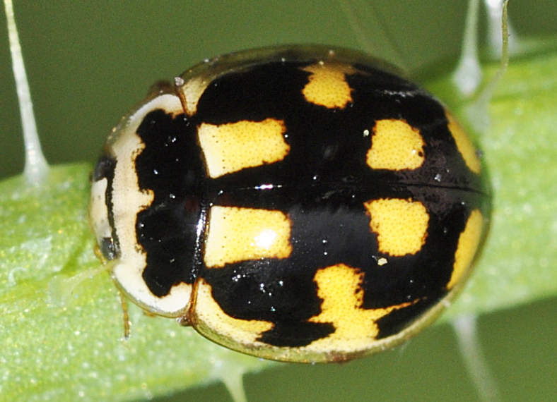 File:Propylea-quattuordecimpunctata-02-fws.jpg