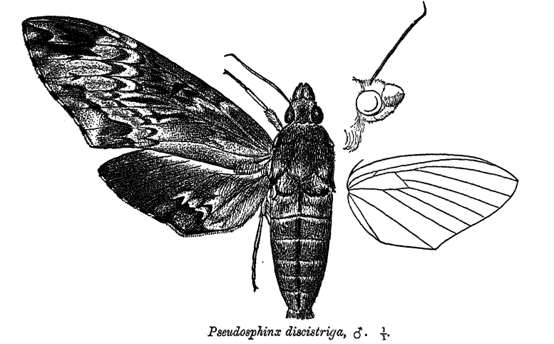 File:PseudosphinxDiscistriga.png