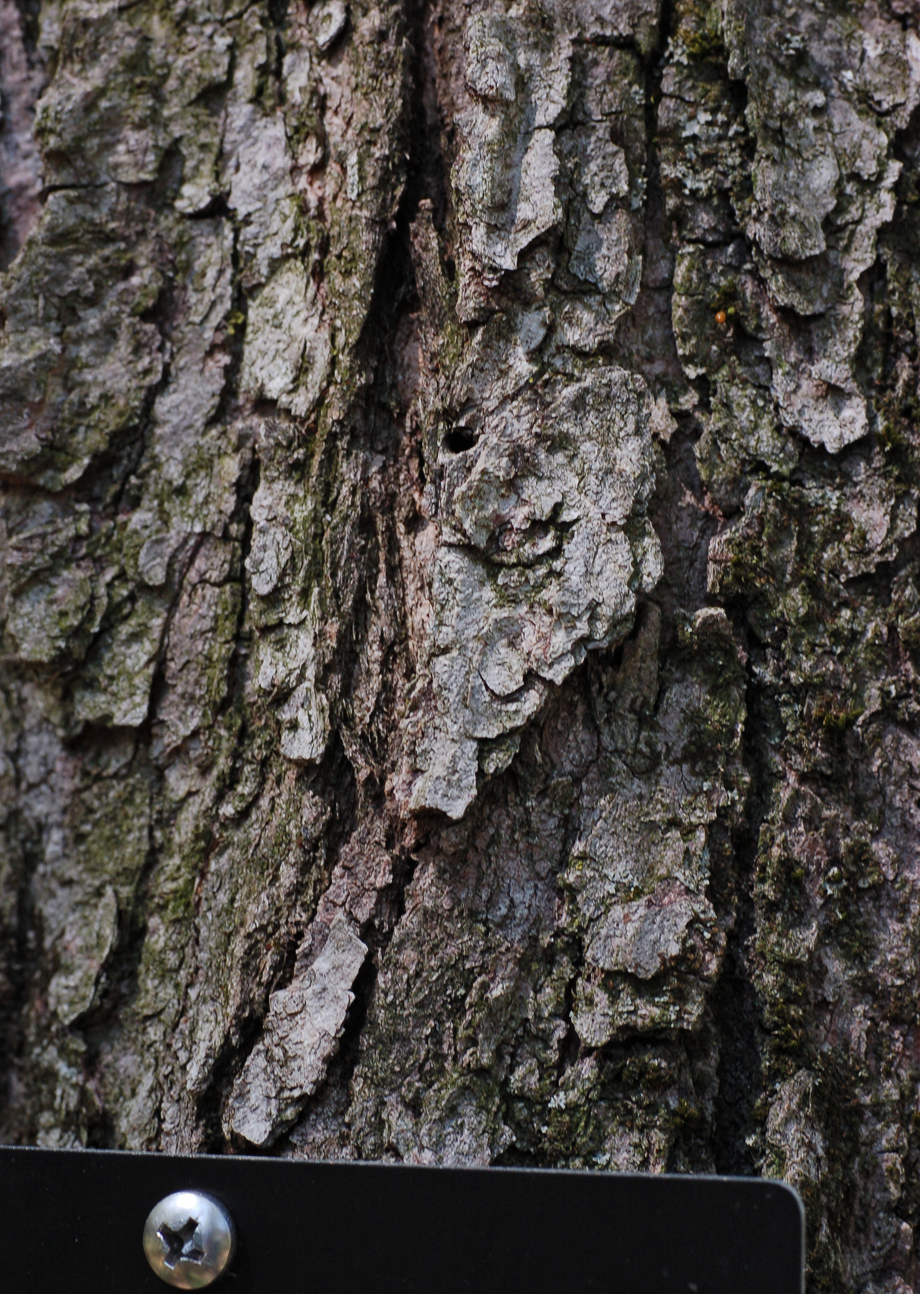 red maple bark