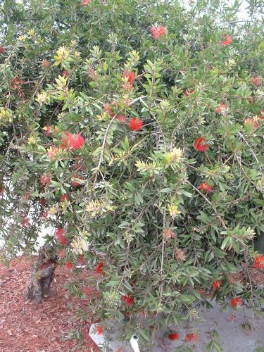 File:Red flower bush San Joaquin Valley.jpg