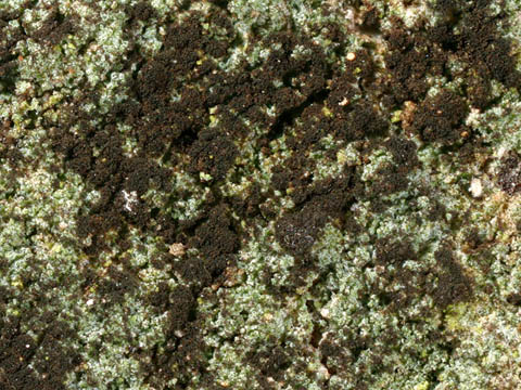File:Reichlingia leopoldii 01 at lichenology info.jpg
