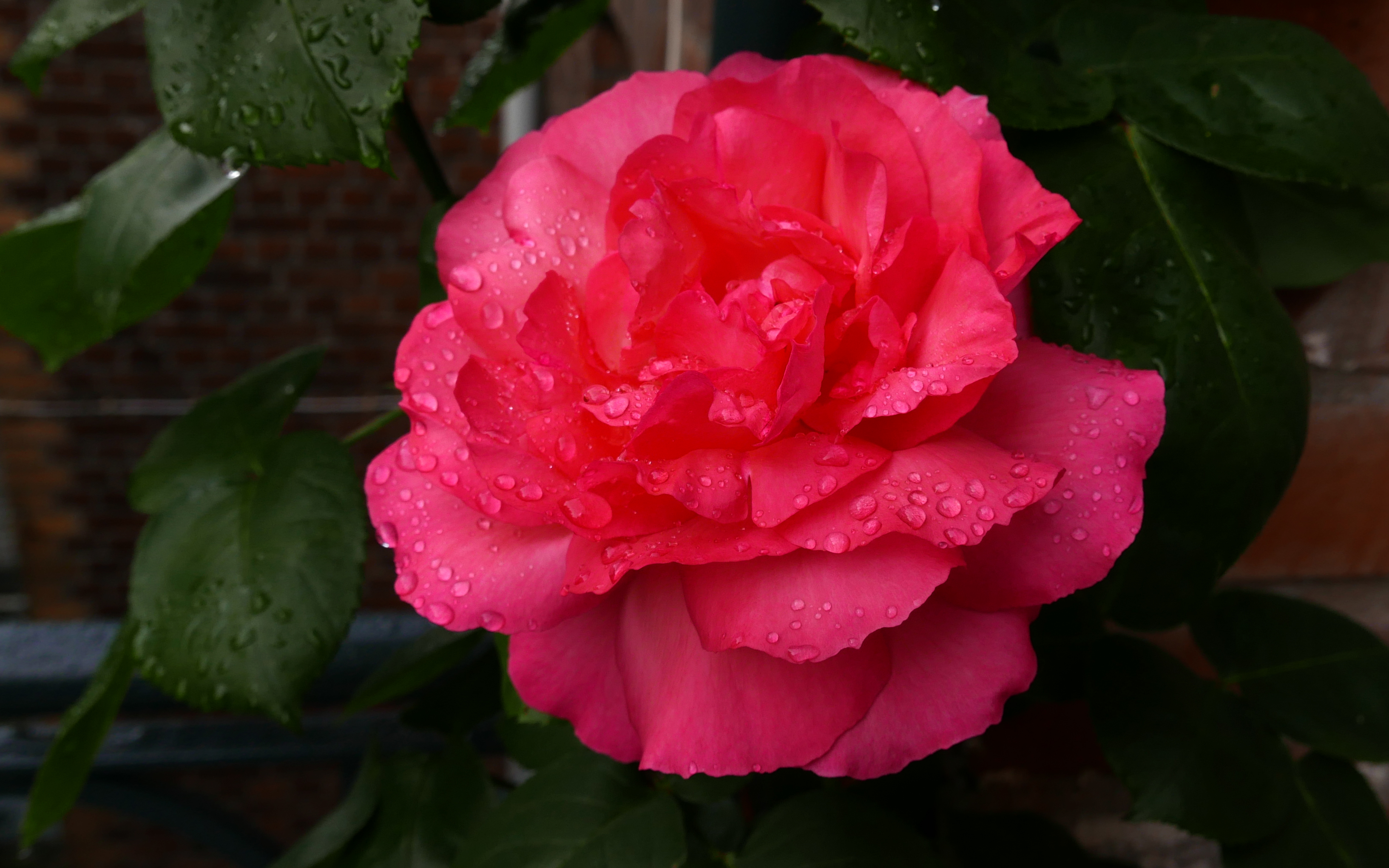 Розе розе сайт отзывы. Rosa Rose Official.