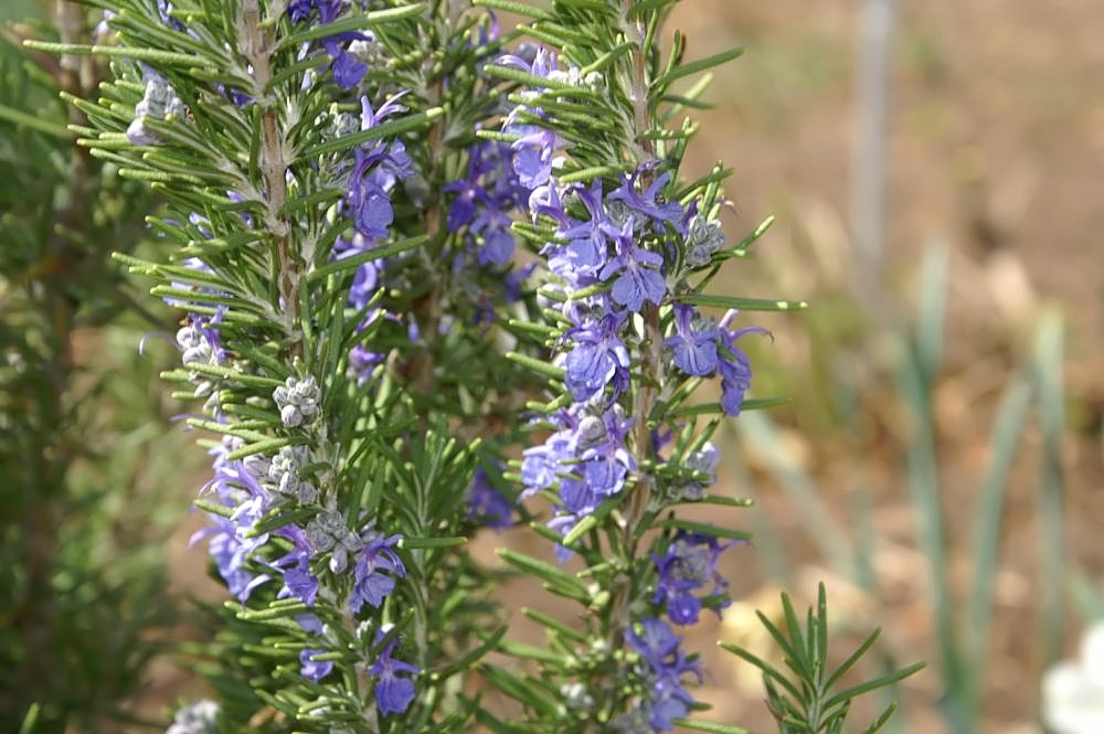 Розмарин избербаш. Розмарин Hishtil Perigord. Розмарин лекарственный/ Rosmarinus officinalis "Perigord". Розмарин лекарственный куст. Розмарин фиолетовый.