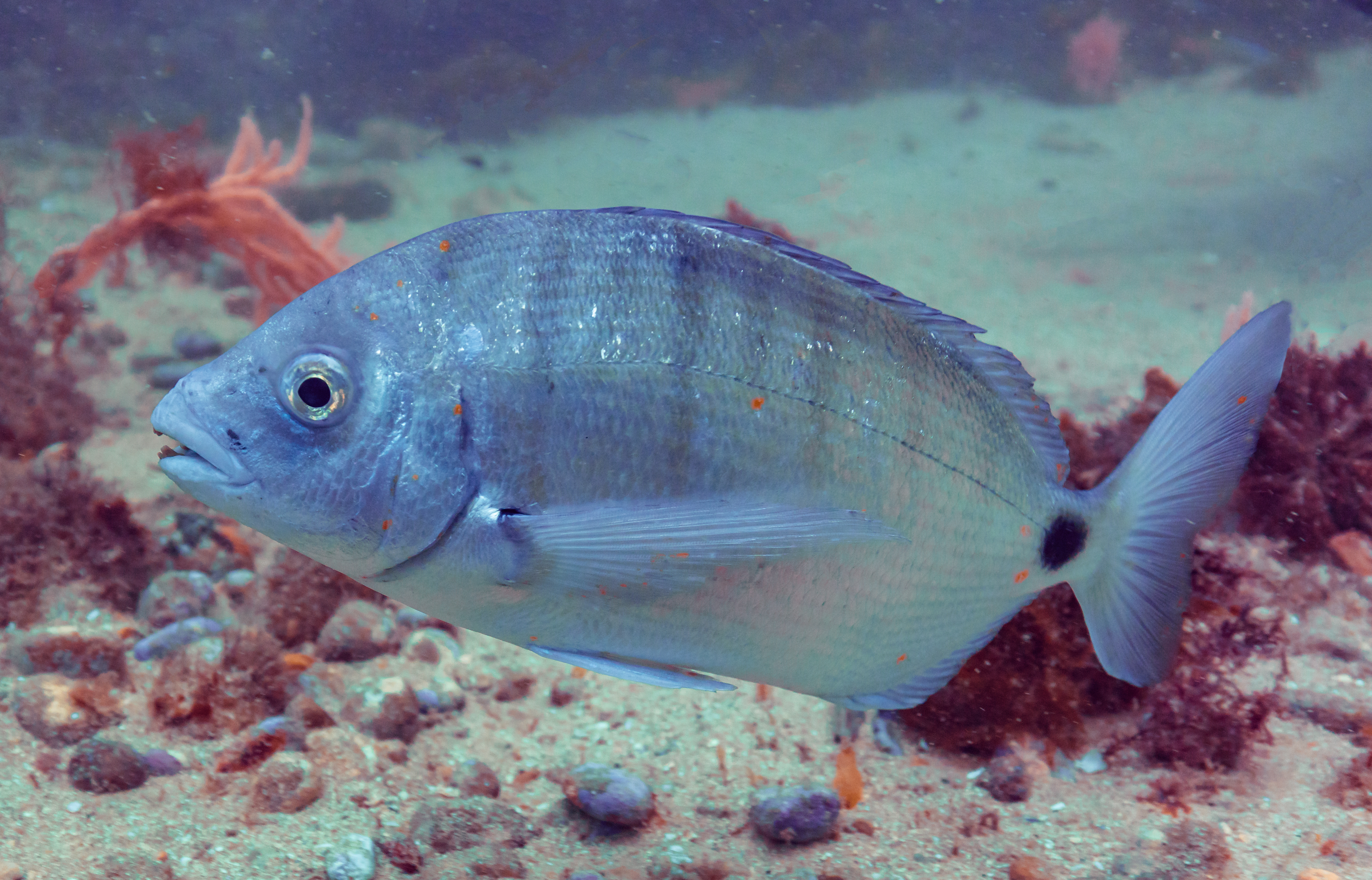 Sargo_común_(Diplodus_sargus),_Parque_natural_de_la_Arrábida,_Portugal,_2020-07-21,_DD_56