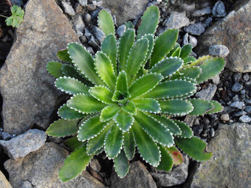 File:Saxifraga × andrewsii 1.jpg