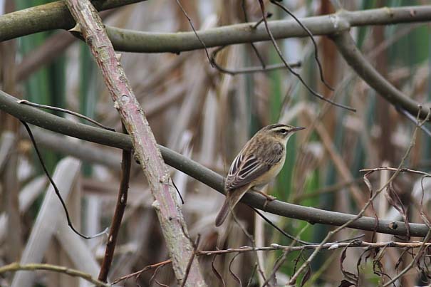 File:Sedge warbler.jpg