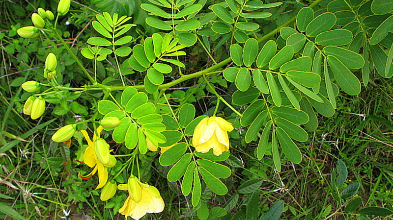 File:Senna pendula (Willd.) H.S.Irwin ^ Barneby - Flickr - Alex Popovkin, Bahia, Brazil (4).jpg