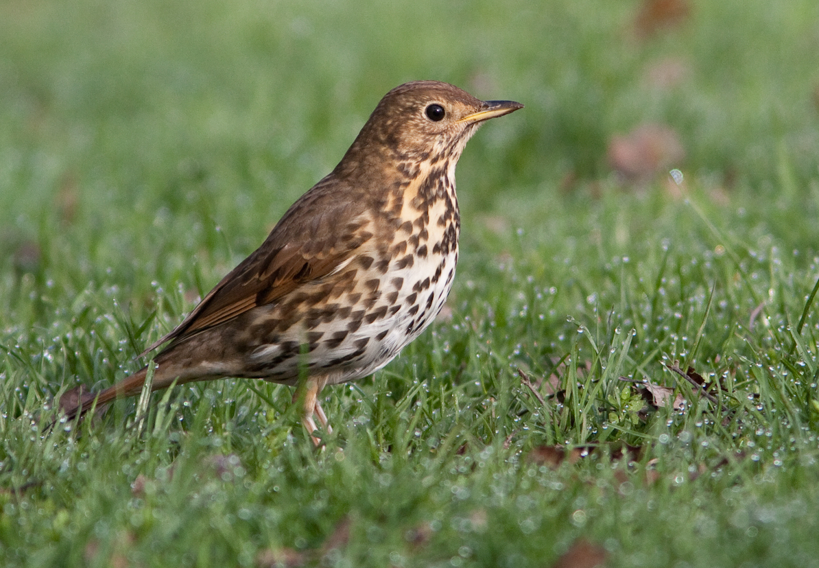 Thrush (bird) - Wikipedia