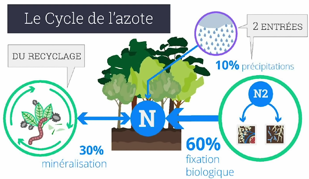 File:Sources d'azote dans le cycle azoté.png - Wikimedia Commons