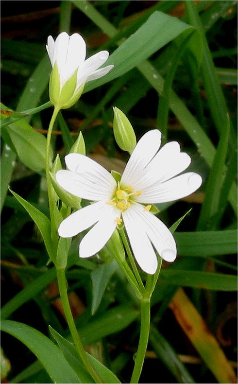 kat scherm Mijnwerker Grote muur (plant) - Wikipedia