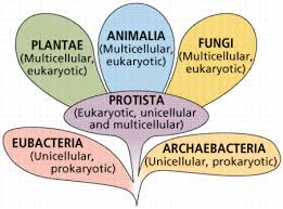 File:The Six Kingdoms of Life.jpg