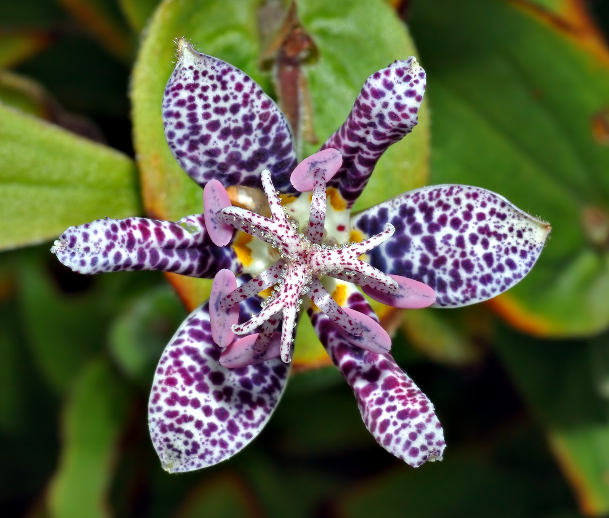 Tricyrtis Wikipedia