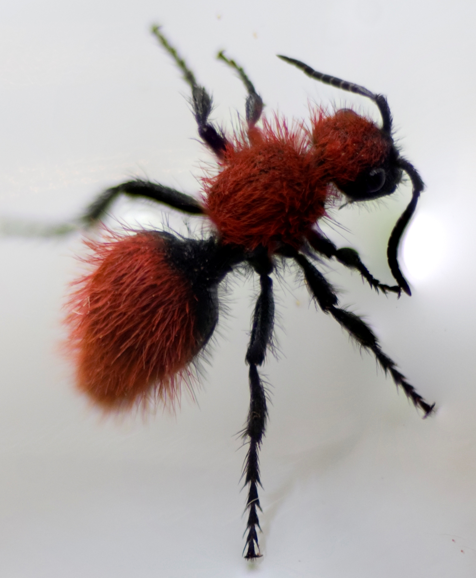 File:Velvet Ant.jpg - Wikimedia Commons