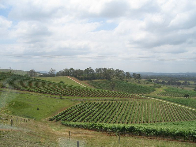 File:Vineyards in Hunter Valley Wine Tour.jpg