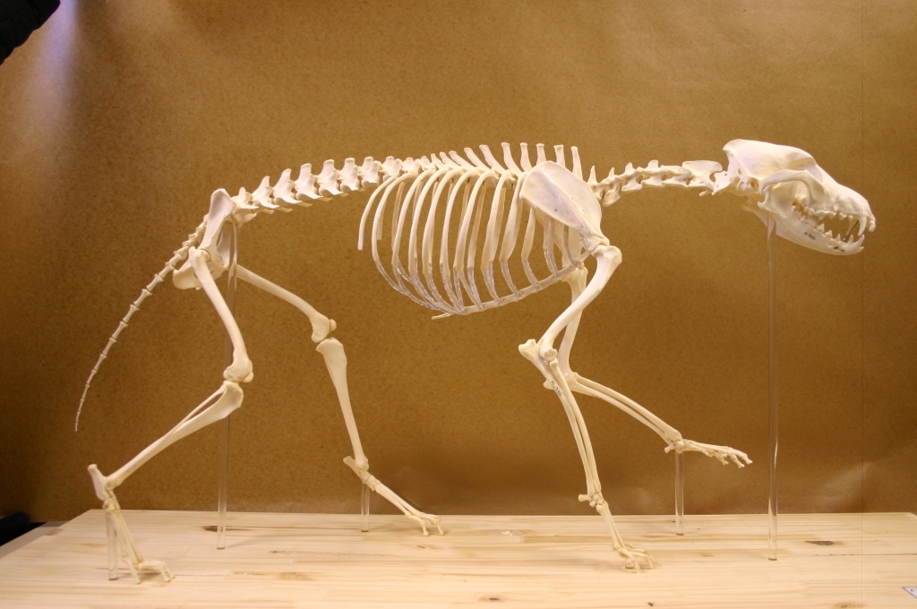 Wolf_Skeleton.jpg