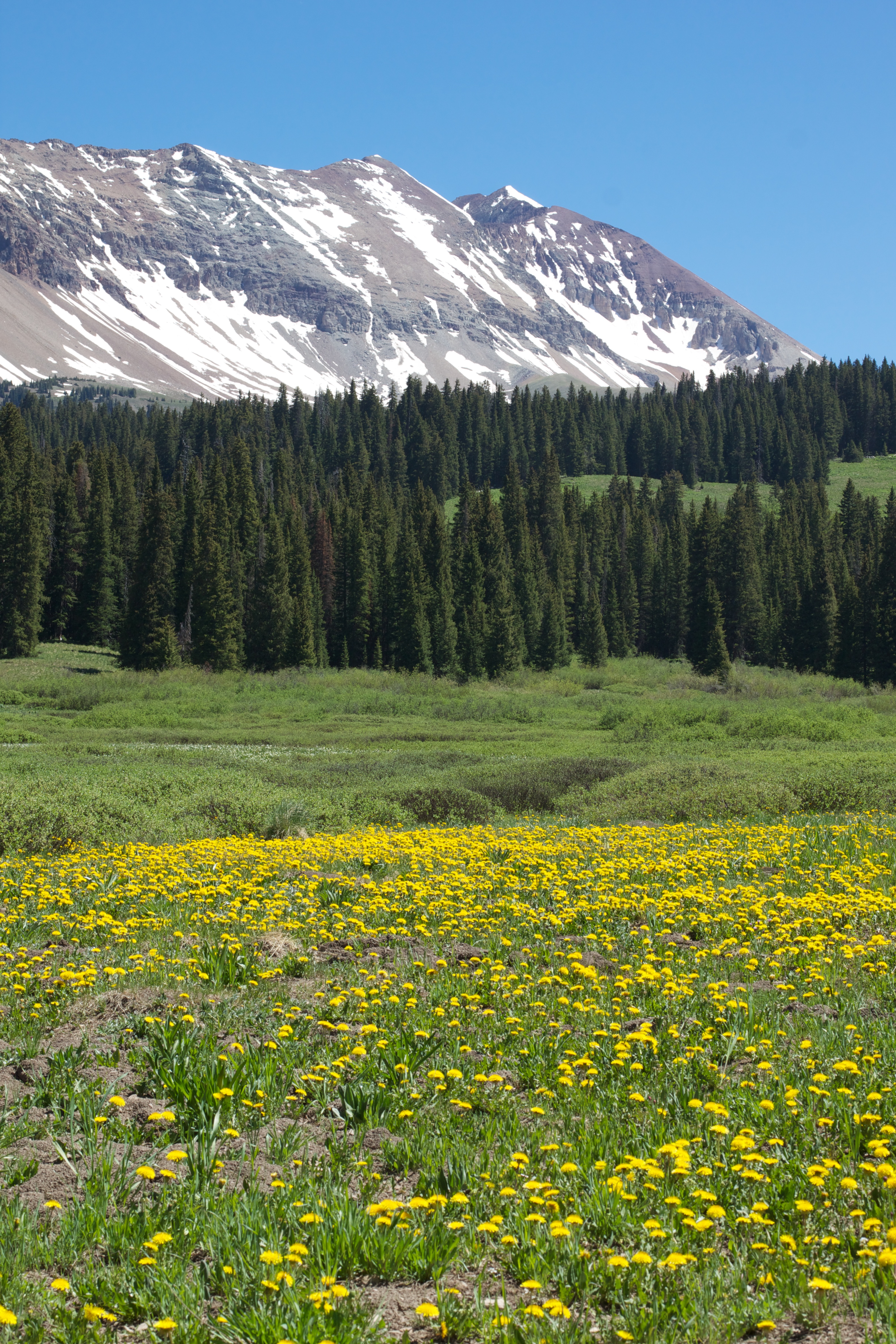 Mountain plants. Альпийские Уральские Луга. Альпийские Луга в Башкирии. Луга Алтая горный Алтай. Золотые горы Алтая Флора.