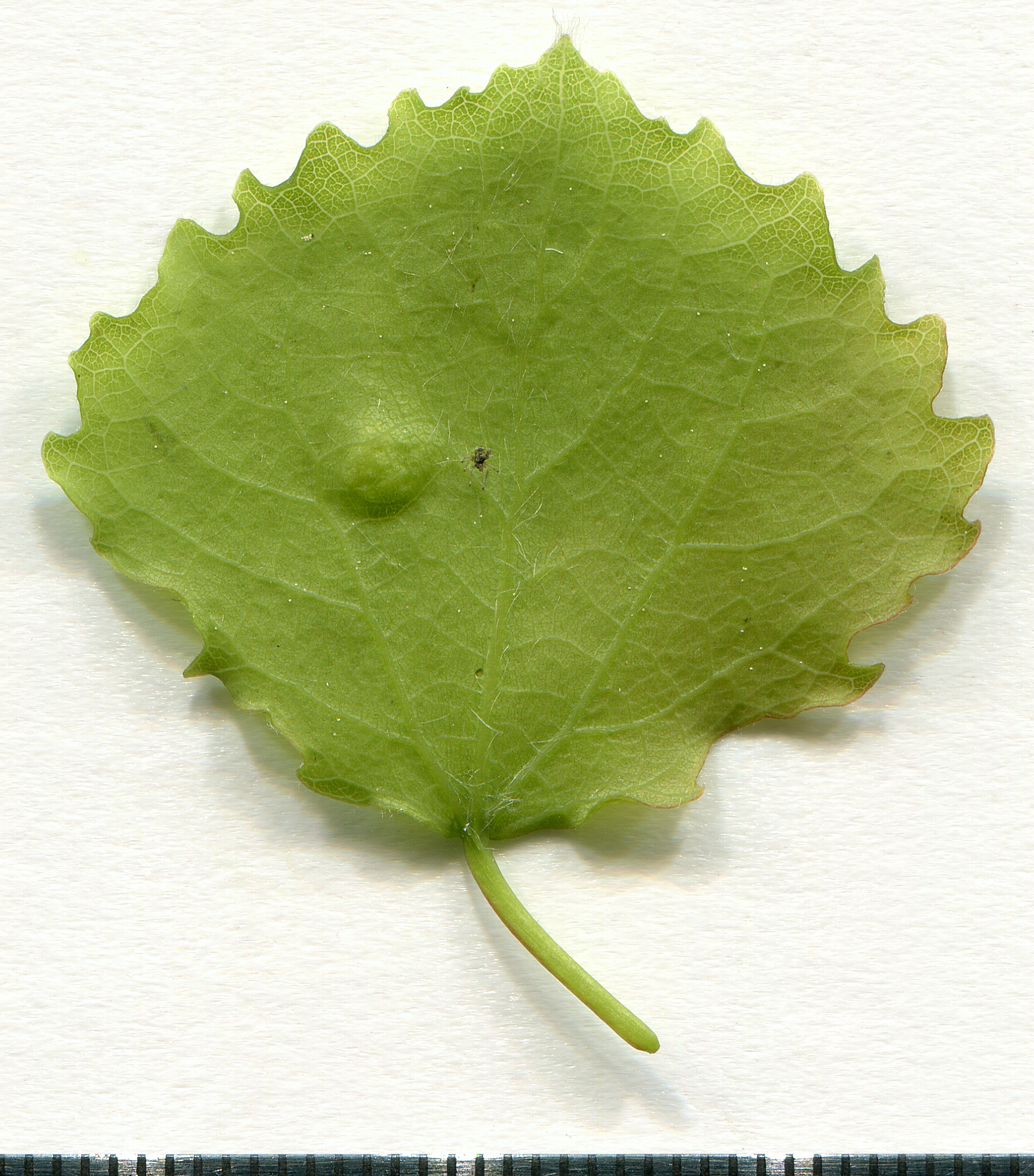 Round to leave. Populus euphratica oliv. Round Leaf.