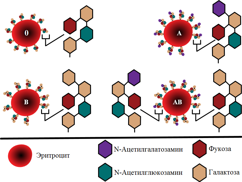 Какие агглютиногены системы ав 0 содержатся в крови четвертой группы thumbnail