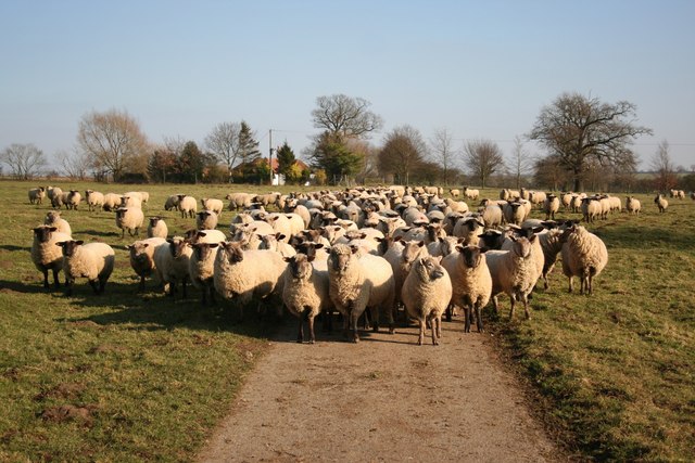 File:A following - geograph.org.uk - 694087.jpg