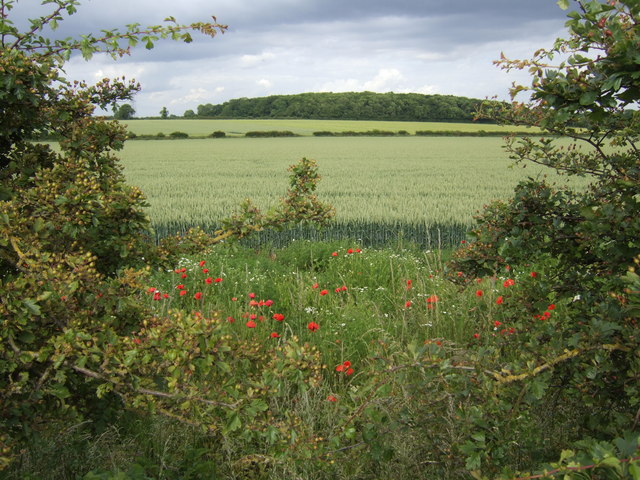 File:A gap in the hedge - geograph.org.uk - 478144.jpg