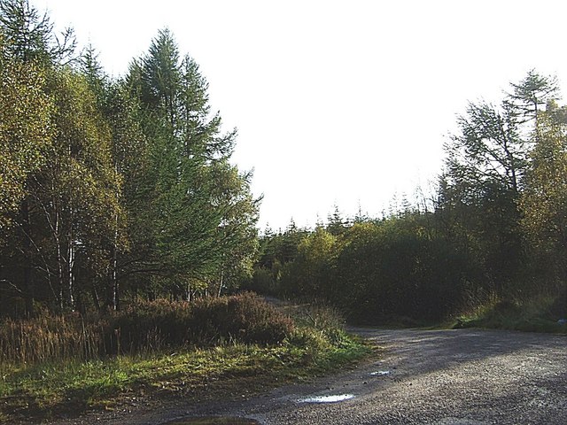 File:A track into Mellness Forest - geograph.org.uk - 1553695.jpg