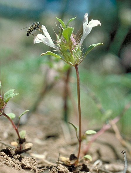 Acanthomintha obovata subsp. cordata (heartleaf thorn-mint) (32861836886)