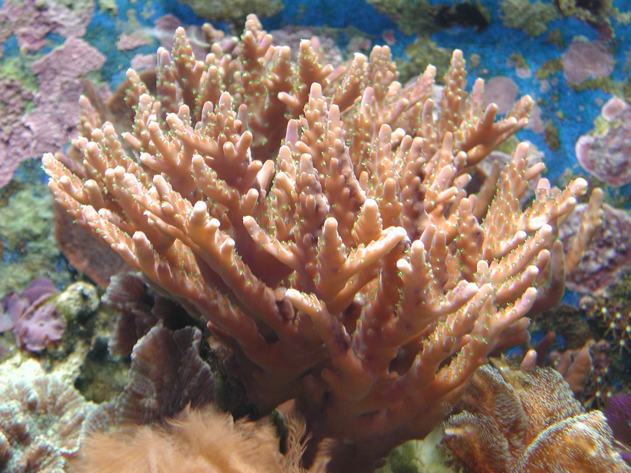 коралловые полипы представители