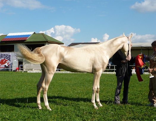 File:Akgez Geli, cremello Akhal Teke colt 2009 at World Championship in Moscow2.jpg