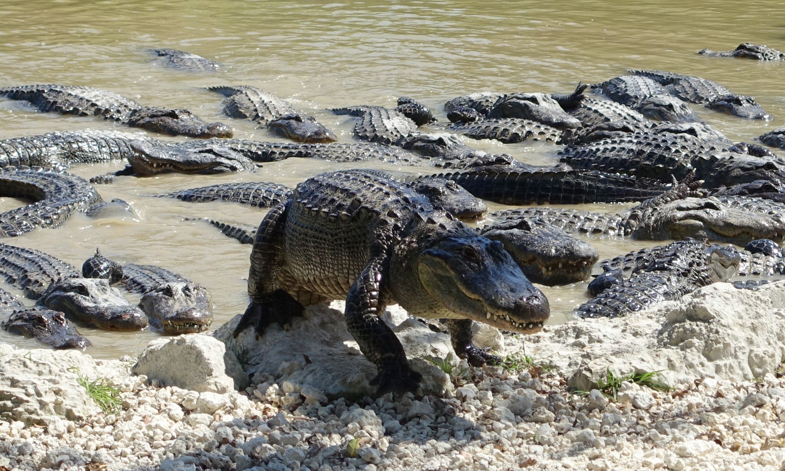 Everglades Alligator Farm History