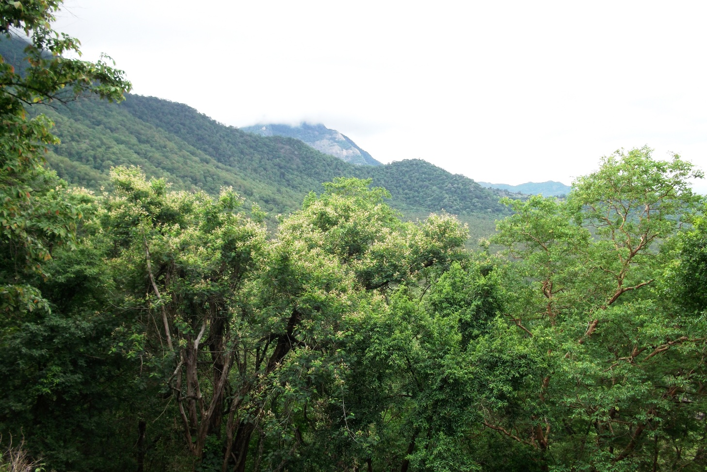 Anaimalai Hills - Wikipedia