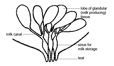 Anatomy and Physiology of Animals/Reproductive System - Wikibooks, open  books for an open world