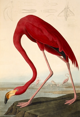 File:Audubon-Flamingo.jpg